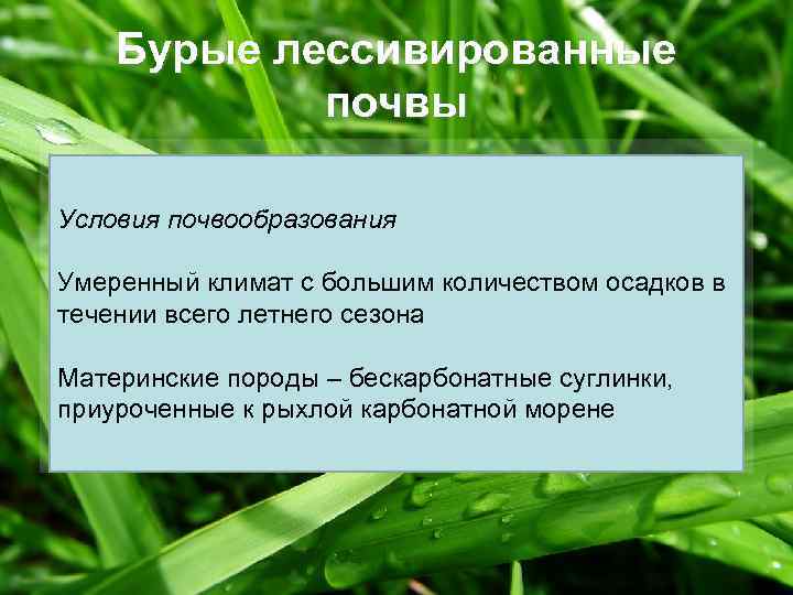 Бурые лессивированные почвы Условия почвообразования Умеренный климат с большим количеством осадков в течении всего