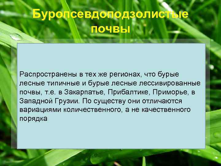 Буропсевдоподзолистые почвы Распространены в тех же регионах, что бурые лесные типичные и бурые лесные