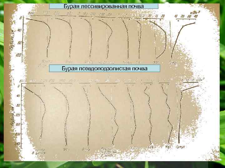 Бурая лессивированная почва Бурая псевдоподзолистая почва 