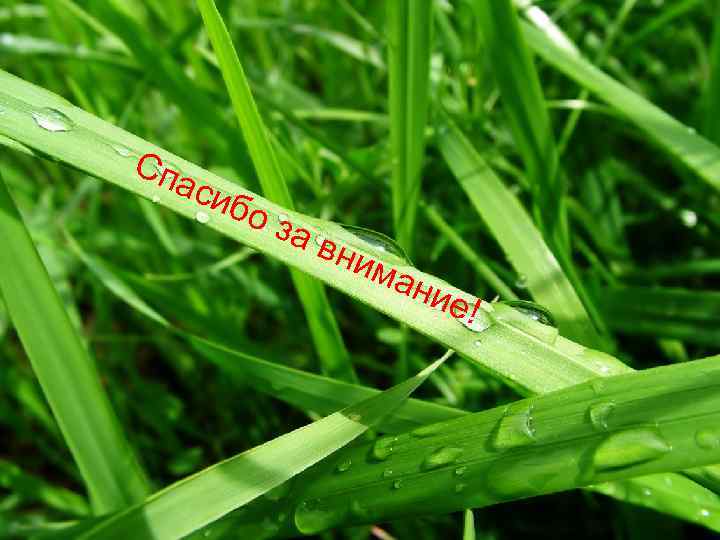 Сп аси бо за вни ма ние ! 