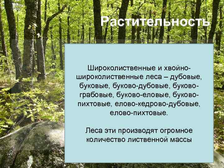 Растительность Широколиственные и хвойношироколиственные леса – дубовые, буково-дубовые, буковограбовые, буково-еловые, буковопихтовые, елово-кедрово-дубовые, елово-пихтовые. Леса
