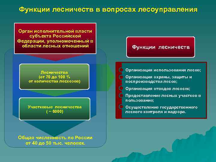 Система организации лесов