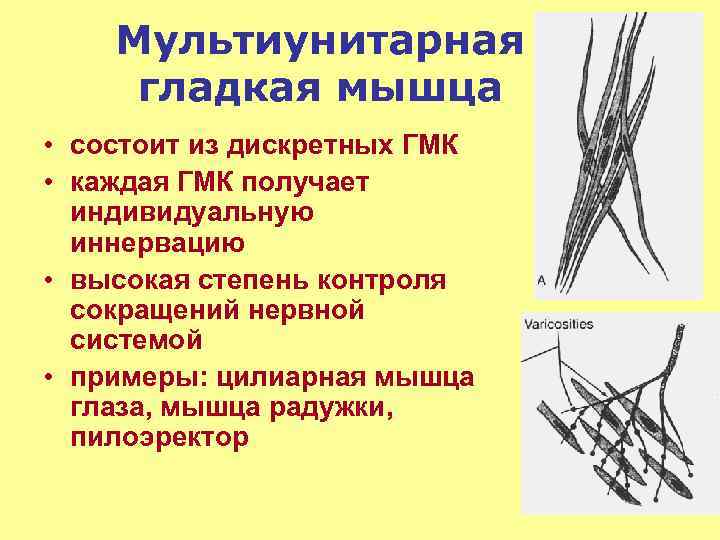 Мультиунитарная гладкая мышца • состоит из дискретных ГМК • каждая ГМК получает индивидуальную иннервацию