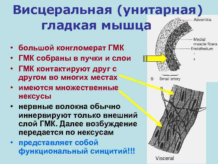 Висцеральная (унитарная) гладкая мышца • большой конгломерат ГМК • ГМК собраны в пучки и
