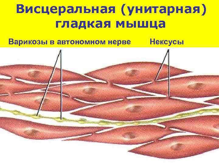 Висцеральная (унитарная) гладкая мышца Варикозы в автономном нерве Нексусы 