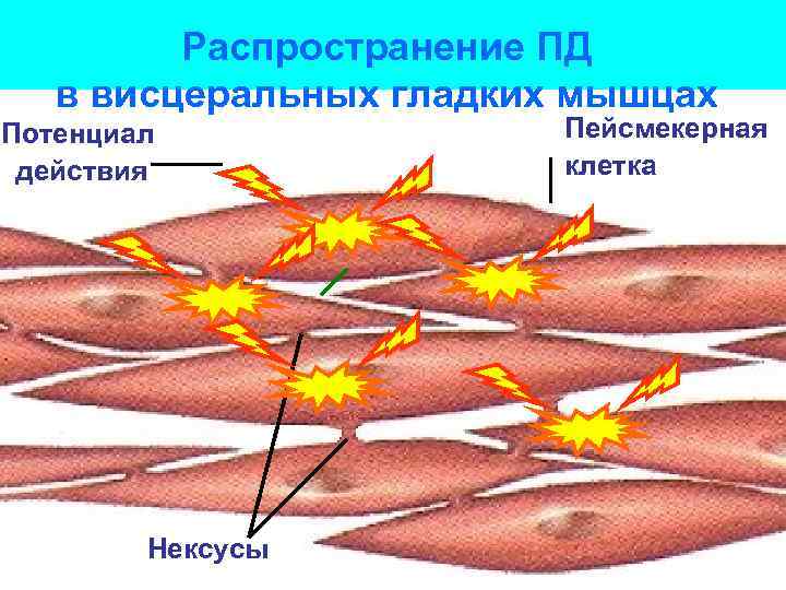 Пд мышц. Физиологическая регенерация гладкой мышечной ткани. Нексусы гладкой мышечной ткани. Потенциал действия гладких мышц. Амплитуда потенциала мышечного волокна.