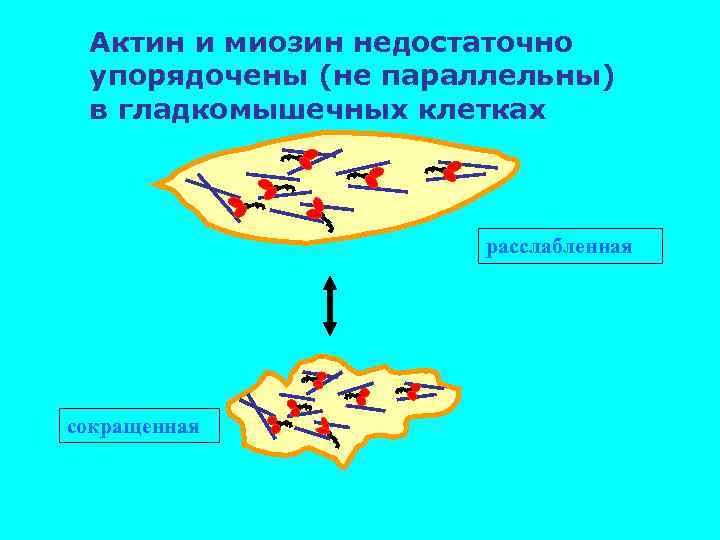 Актин и миозин недостаточно упорядочены (не параллельны) в гладкомышечных клетках расслабленная сокращенная 