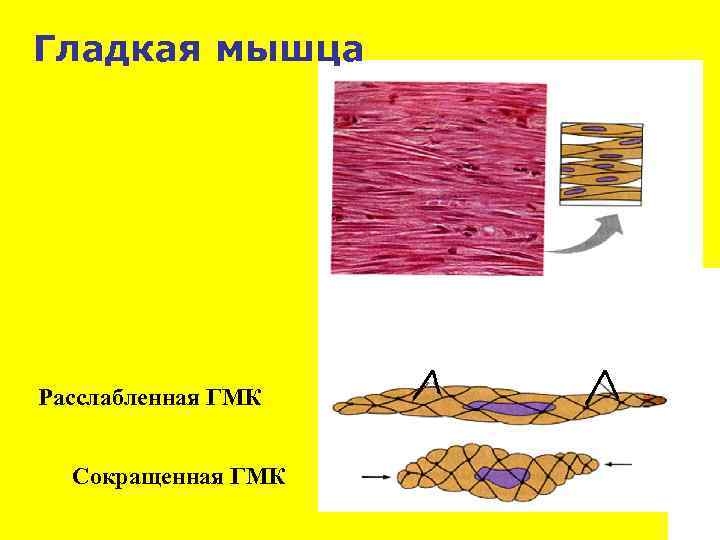 Гладкая мышца Расслабленная ГМК Сокращенная ГМК 