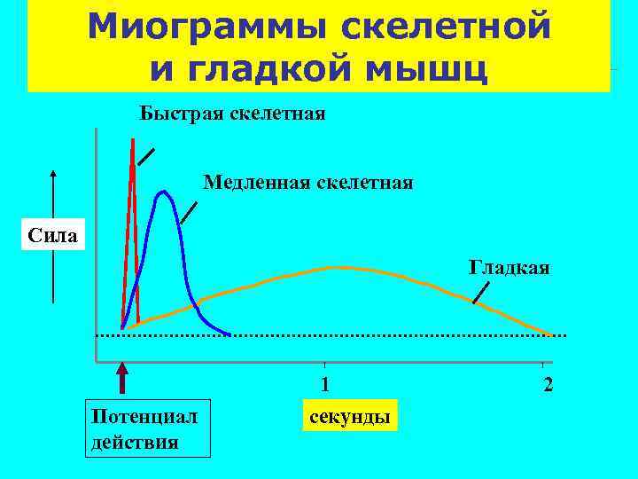 Потенциал покоя гладкомышечного волокна равен