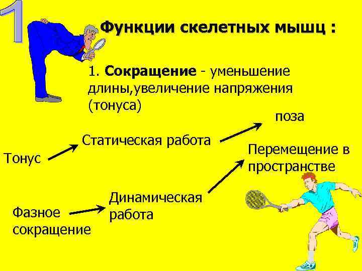 Сокращение скелетных мышц. Энергетическое правило скелетных мышц. Физиологические особенности скелетных мышц. Физические и физиологические свойства мышц физиология. Функции и свойства скелетных мышц.