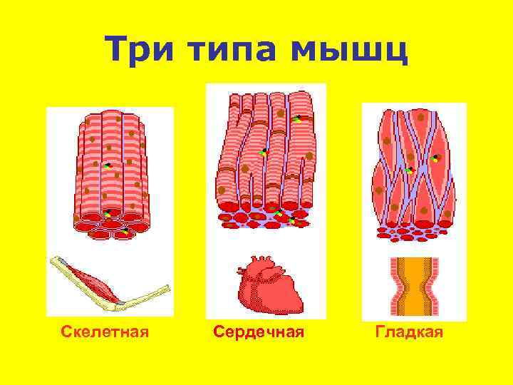 Три типа мышц Скелетная Сердечная Гладкая 
