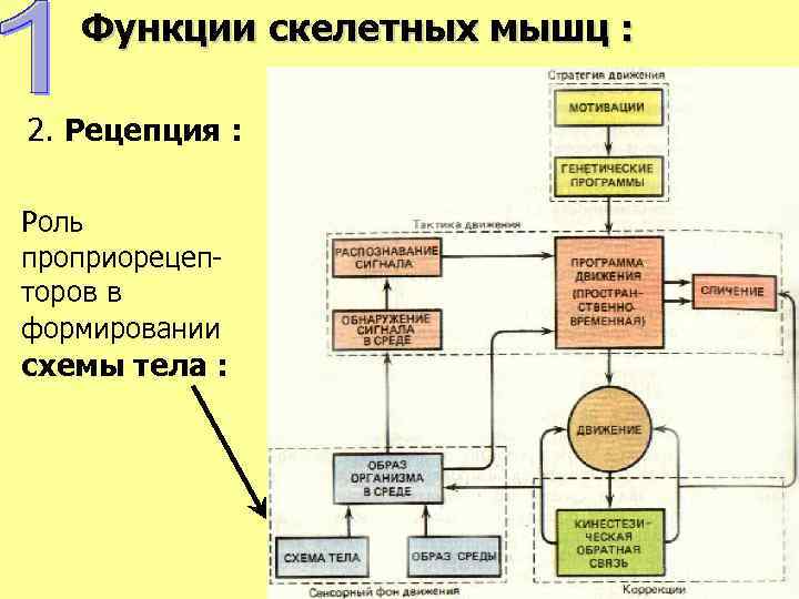 Функции скелетных мышц : 2. Рецепция : Роль проприорецепторов в формировании схемы тела :