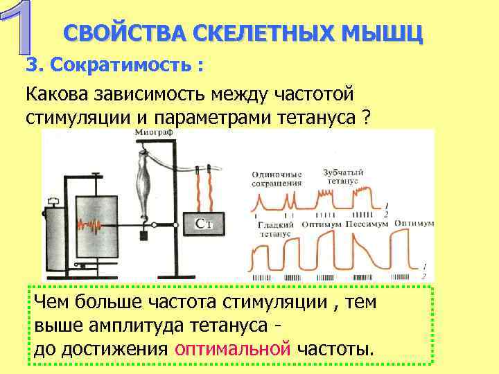 СВОЙСТВА СКЕЛЕТНЫХ МЫШЦ 3. Сократимость : Какова зависимость между частотой стимуляции и параметрами тетануса
