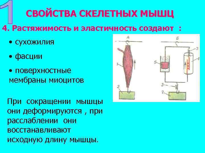 СВОЙСТВА СКЕЛЕТНЫХ МЫШЦ 4. Растяжимость и эластичность создают : • сухожилия • фасции •