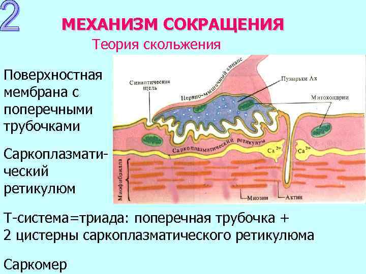 МЕХАНИЗМ СОКРАЩЕНИЯ Теория скольжения Поверхностная мембрана с поперечными трубочками Саркоплазматический ретикулюм Т-система=триада: поперечная трубочка