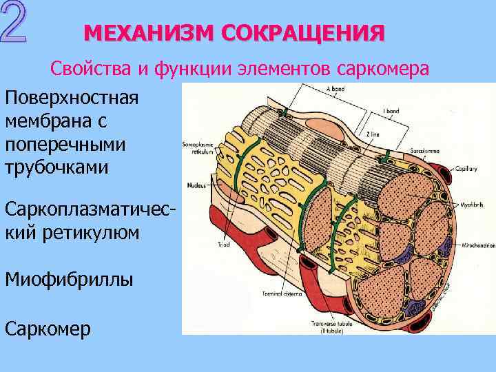 МЕХАНИЗМ СОКРАЩЕНИЯ Свойства и функции элементов саркомера Поверхностная мембрана с поперечными трубочками Саркоплазматический ретикулюм