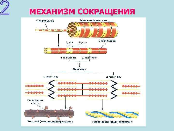 МЕХАНИЗМ СОКРАЩЕНИЯ 