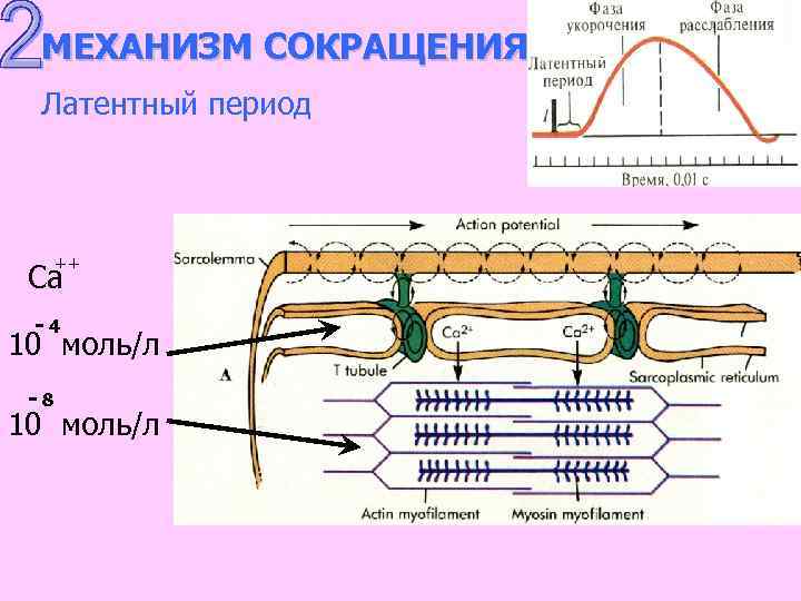 МЕХАНИЗМ СОКРАЩЕНИЯ Латентный период ++ Са -4 10 моль/л -8 10 моль/л 
