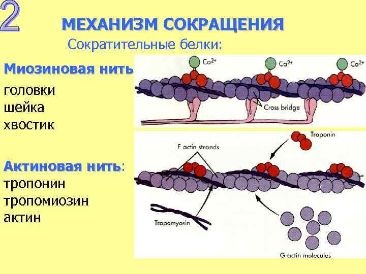 МЕХАНИЗМ СОКРАЩЕНИЯ Сократительные белки: Миозиновая нить: головки шейка хвостик Актиновая нить: нить тропонин тропомиозин