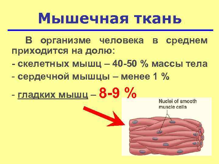 Общее свойство мышечной ткани