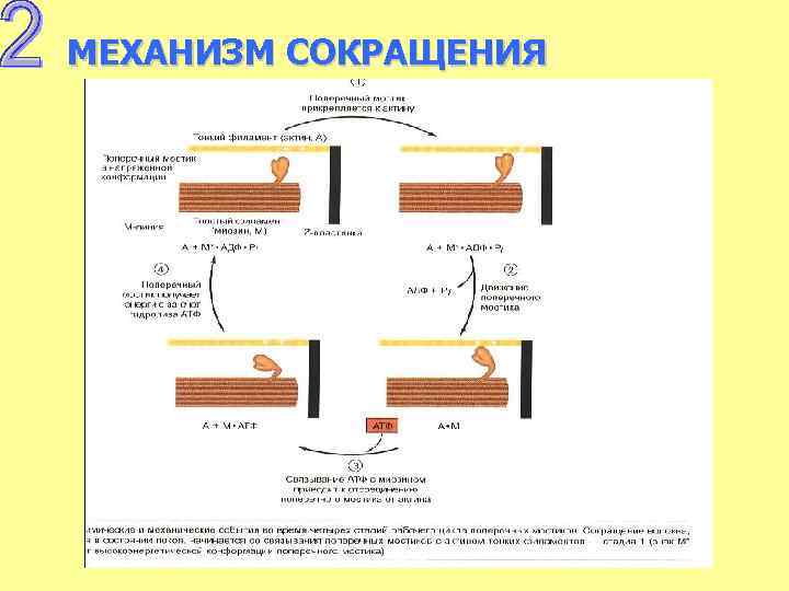 МЕХАНИЗМ СОКРАЩЕНИЯ Фаза укорочения 