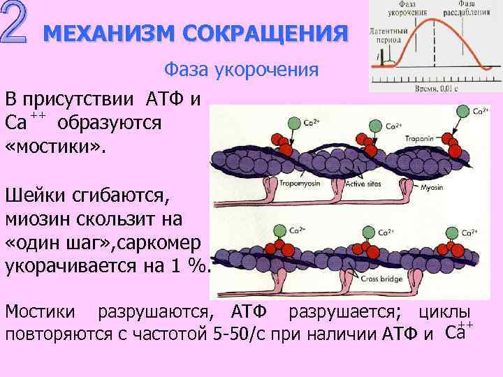 МЕХАНИЗМ СОКРАЩЕНИЯ Фаза укорочения В присутствии АТФ и ++ Са образуются «мостики» . Шейки