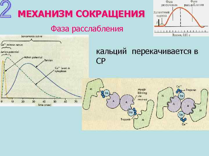 МЕХАНИЗМ СОКРАЩЕНИЯ Фаза расслабления кальций перекачивается в СР 
