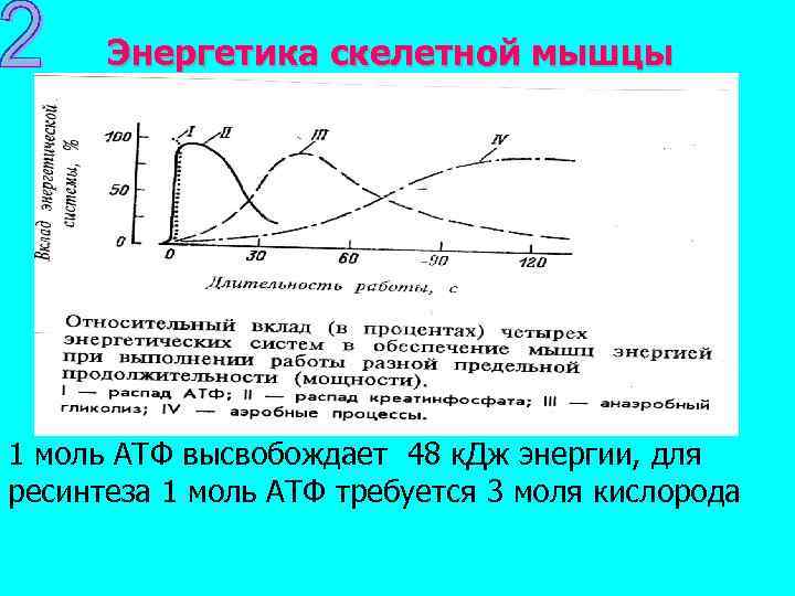 Энергетика скелетной мышцы 1 моль АТФ высвобождает 48 к. Дж энергии, для ресинтеза 1