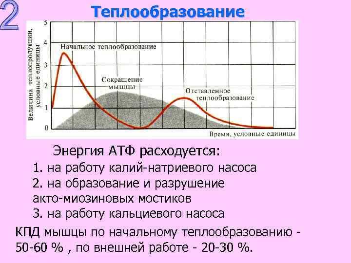Теплообразование Энергия АТФ расходуется: 1. на работу калий-натриевого насоса 2. на образование и разрушение