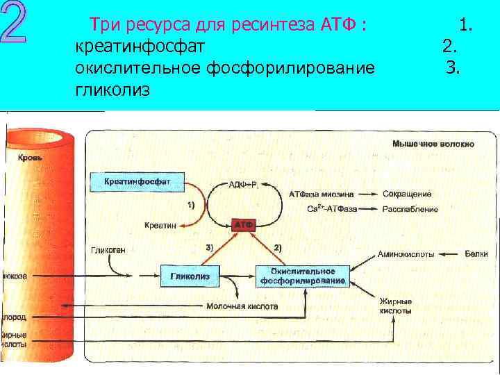 Три ресурса для ресинтеза АТФ : 1. креатинфосфат 2. окислительное фосфорилирование 3. гликолиз 