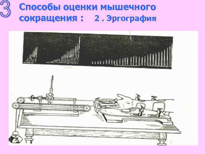 Способы оценки мышечного сокращения : 2. Эргография 