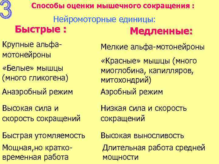 Способы оценки мышечного сокращения : Нейромоторные единицы: Быстрые : Крупные альфамотонейроны Медленные: Мелкие альфа-мотонейроны