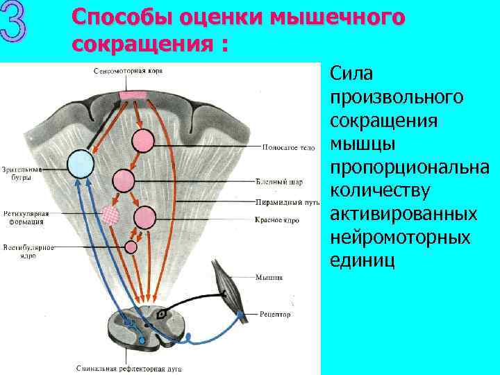 Способы оценки мышечного сокращения : Сила произвольного сокращения мышцы пропорциональна количеству активированных нейромоторных единиц