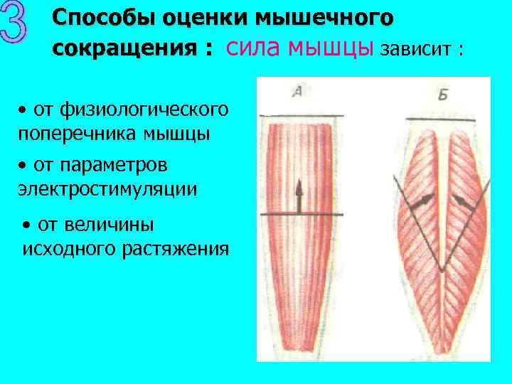 Сила сокращения мышц