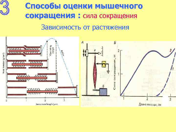 Зависимость длина сила. Сила мышечного сокращения. Сила сокращения мышцы зависит от. Сила мышечного сокращения зависит. От чего зависит сила мышечного сокращения.