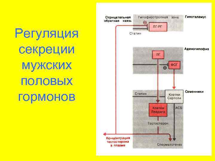 Гуморальная регуляция схема