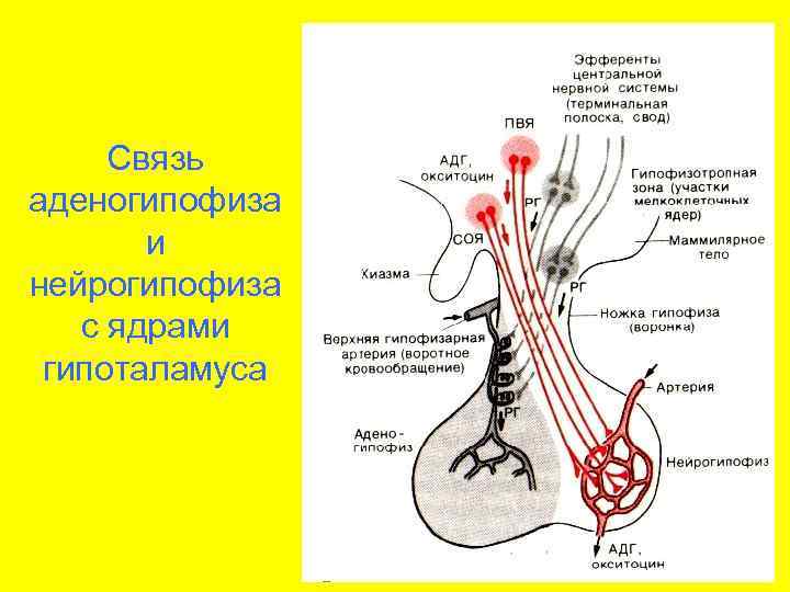 Физиологические функции микроорганизмов схема