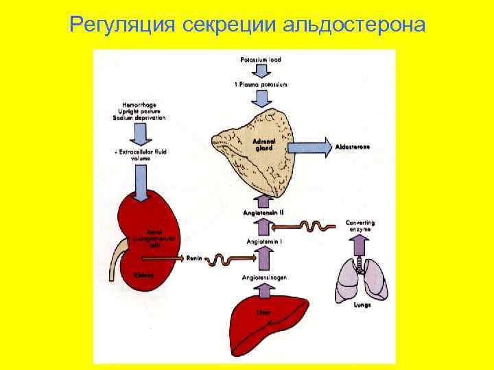 На рисунке схематично изображено гуморальное влияние гипофиза на функционирование щитовидной