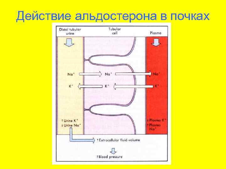 Действие альдостерона в почках 