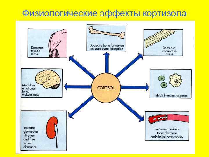 Физиологические эффекты кортизола 