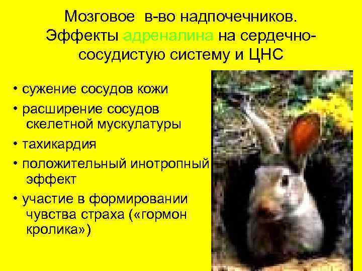  Мозговое в-во надпочечников. Эффекты адреналина на сердечно-  сосудистую систему и ЦНС 