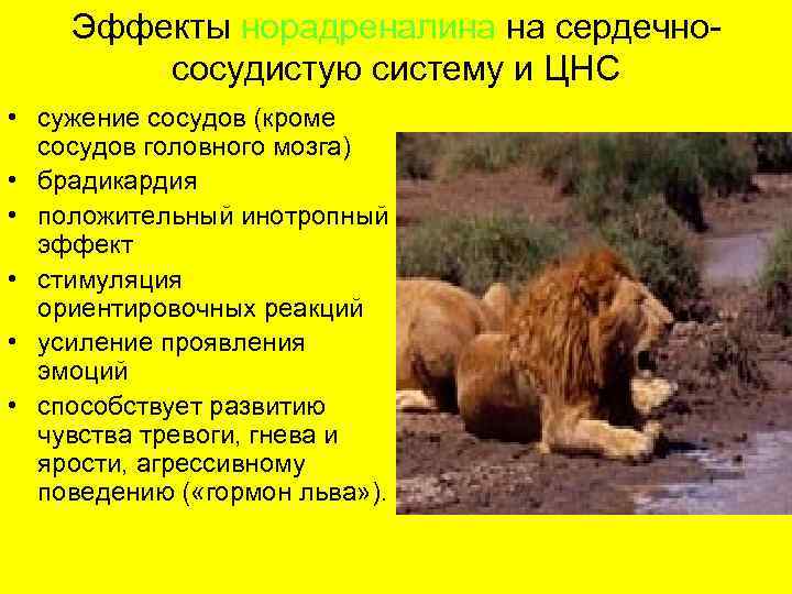   Эффекты норадреналина на сердечно-   сосудистую систему и ЦНС • сужение