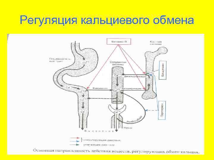 Регуляция кальциевого обмена 