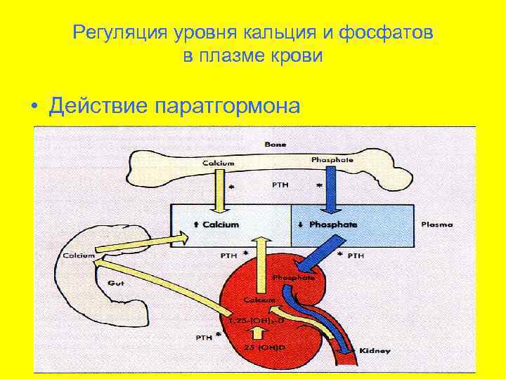 Регуляция кальция в организме схема