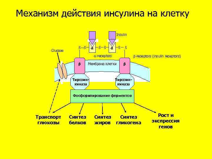 Действие инсулина. Механизм действия инсулина схема. Механизм действия инсулина биохимия схема. Инсулин механизм передачи сигнала в клетку. Механизм действия гормона инсулина.