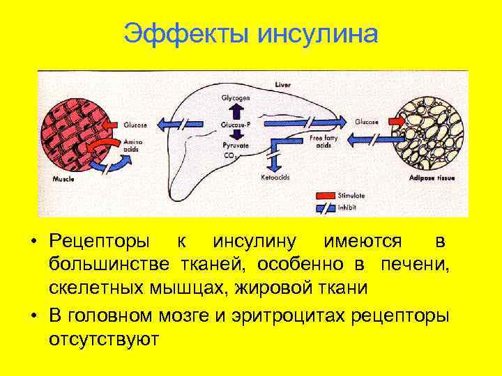    Эффекты инсулина • Рецепторы к инсулину имеются  в  большинстве