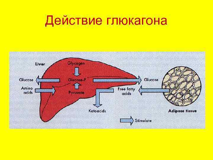 Схема синтеза глюкагона