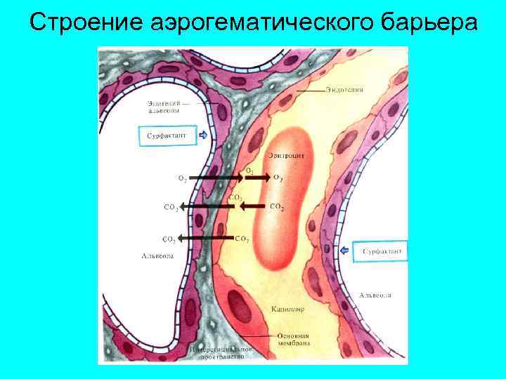 Аэрогематический барьер презентация