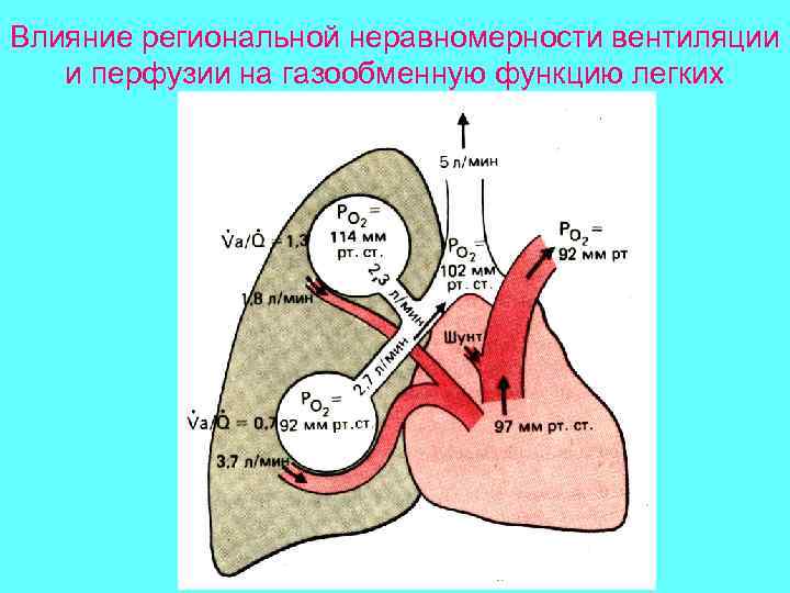 Диффузия и перфузия. Транспорт газов кровью физиология схема. Перфузия газов в легких это. Транспорт газов в легких. Транспорт углекислого газа кровью физиология.