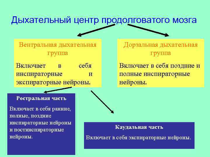 Дыхательный центр продолговатого мозга. Регуляция дыхания продолговатый мозг. Типы дыхательных нейронов продолговатого мозга. Дыхательный центр продолговатого мозга вентральная группа.